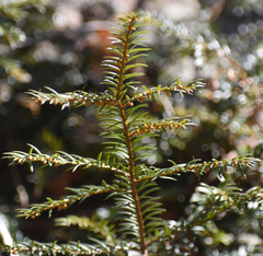 Taxus canadensis