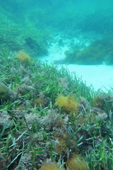 Amphibolis griffithii