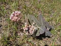 Asclepias humistrata image