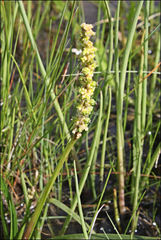 Triglochin alcockiae