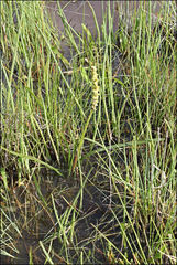 Triglochin alcockiae