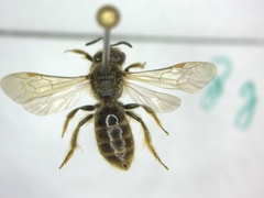 Lasioglossum