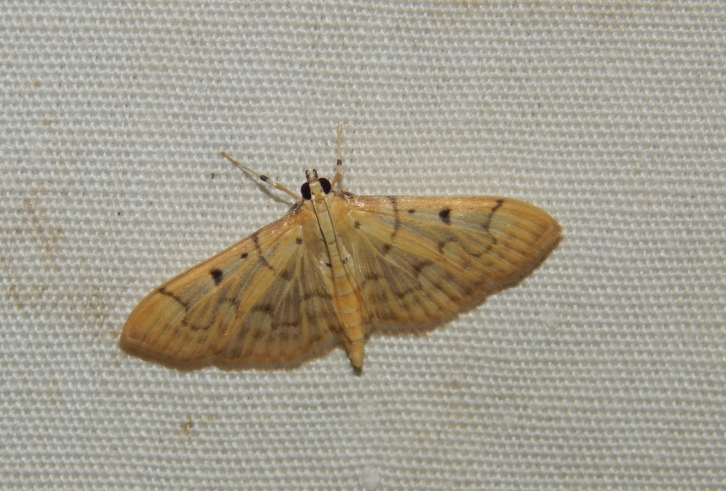 Herpetogramma mutualis