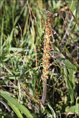 Plantago gaudichaudii