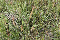 Plantago gaudichaudii