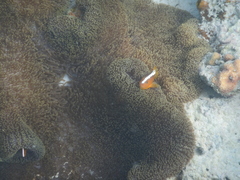 Amphiprion sandaracinos
