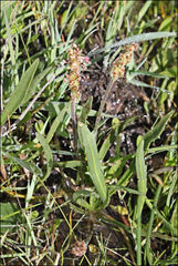 Plantago gaudichaudii