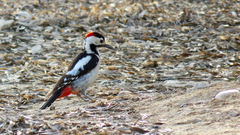 Dendrocopos syriacus