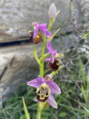 Ophrys calypsus