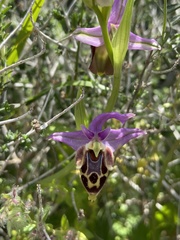 Ophrys heldreichii