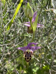 Ophrys heldreichii