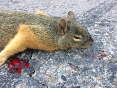 Sciurus nayaritensis