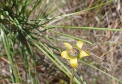 Pinguicula lutea