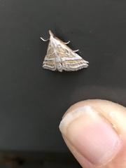 Leptosteges parthenialis