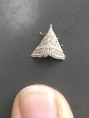 Leptosteges parthenialis