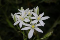 Ornithogalum baeticum image