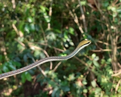 Dendrelaphis girii