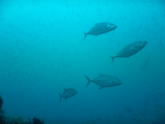 Craterognathus plagiotaenia