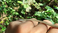 Dendrelaphis girii
