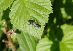 Macrophya albicincta
