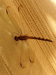 Erythrodiplax umbrata