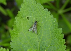 Rhagio annulatus