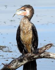 Monodactylidae