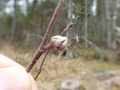 Dasineura serrulatae