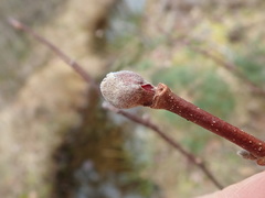 Dasineura serrulatae