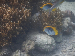Chaetodon ocellicaudus