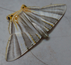 Phrygionis platinata