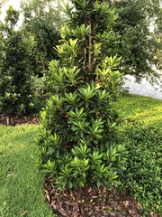 Podocarpus macrophyllus