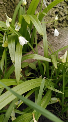 Few-flowered Leek