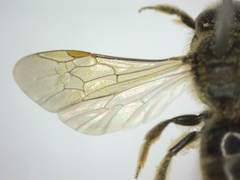 Lasioglossum