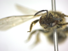 Lasioglossum