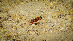 Sphex latreillei