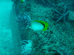 Chaetodon selene