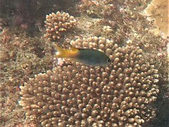 Neopomacentrus azysron