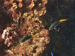 Neopomacentrus azysron