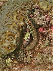 Ecsenius yaeyamaensis