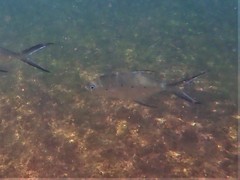 Trachinotus baillonii