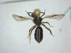 Andrena
