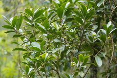 Daphnopsis caracasana