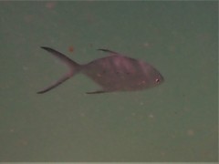 Trachinotus baillonii