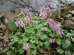 Corydalis solida