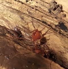 Krateromaspis dilatata