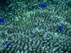 Chrysiptera springeri