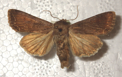 Lacanobia suasa