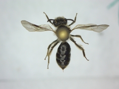 Andrena