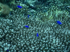 Chrysiptera springeri